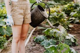 Slow Living For Beginners